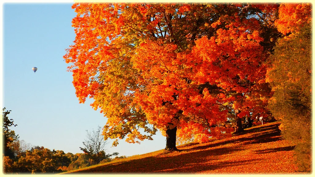 Orange trees autumn forest
