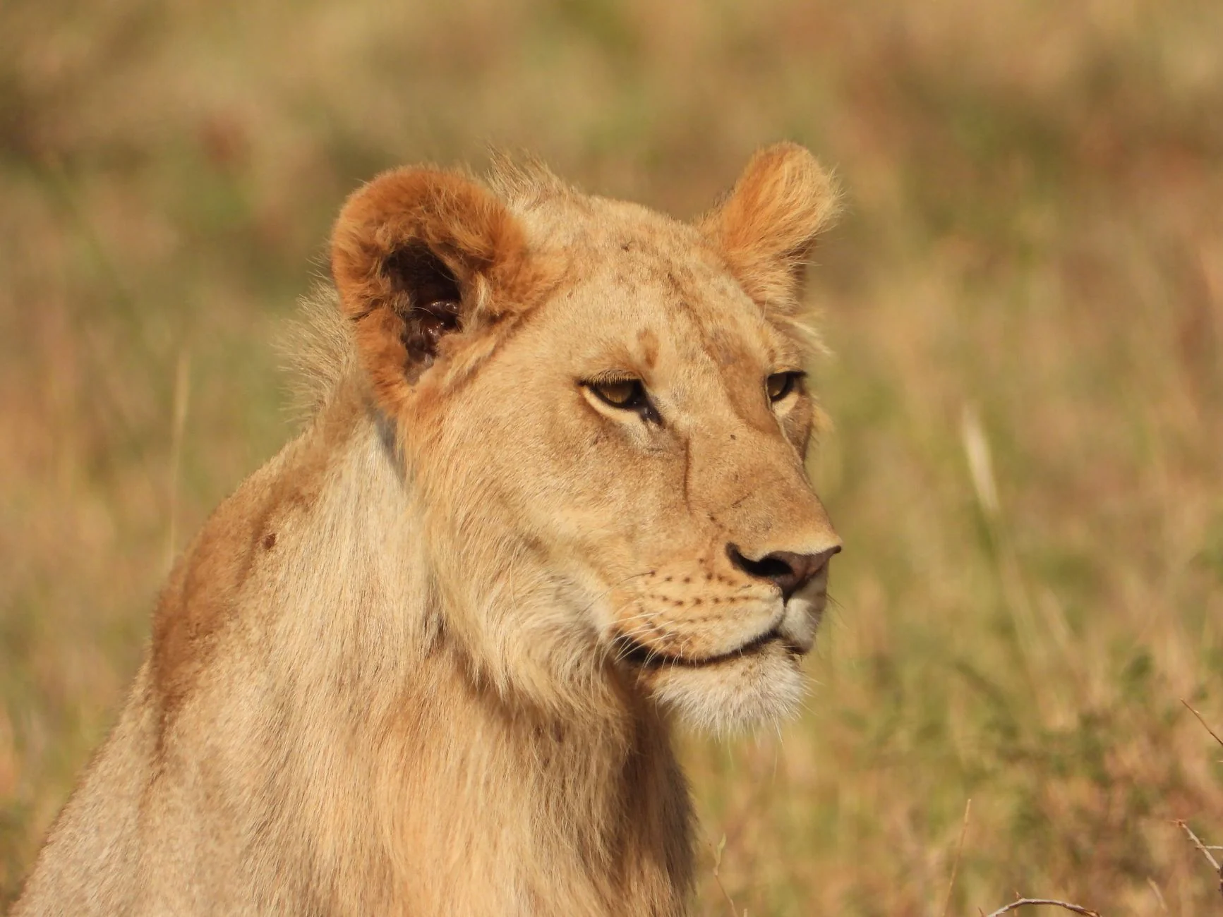Afrika Safari