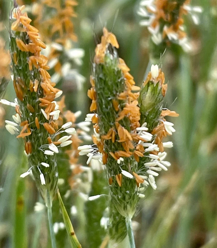 Çayır ve Çiçekler 4