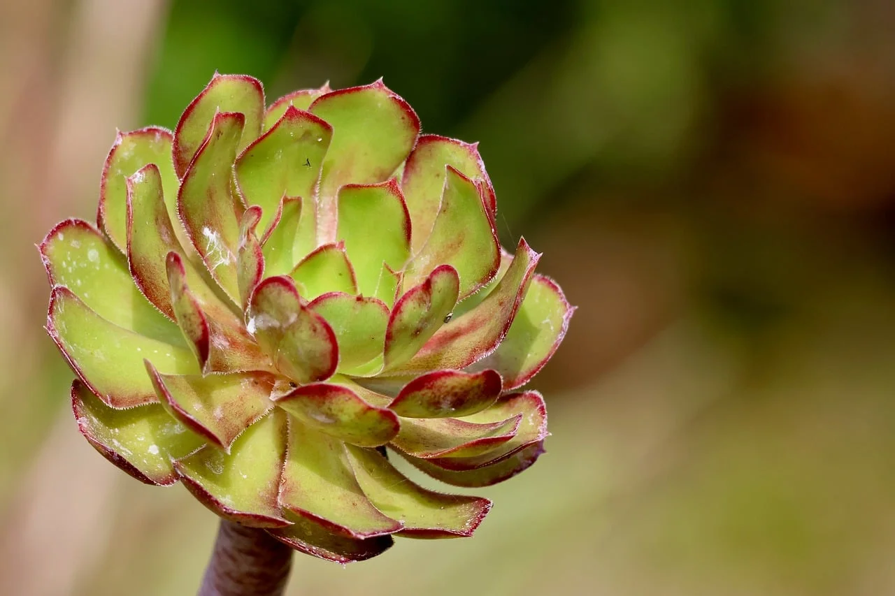 Çöl Yıldızlı Gece 2