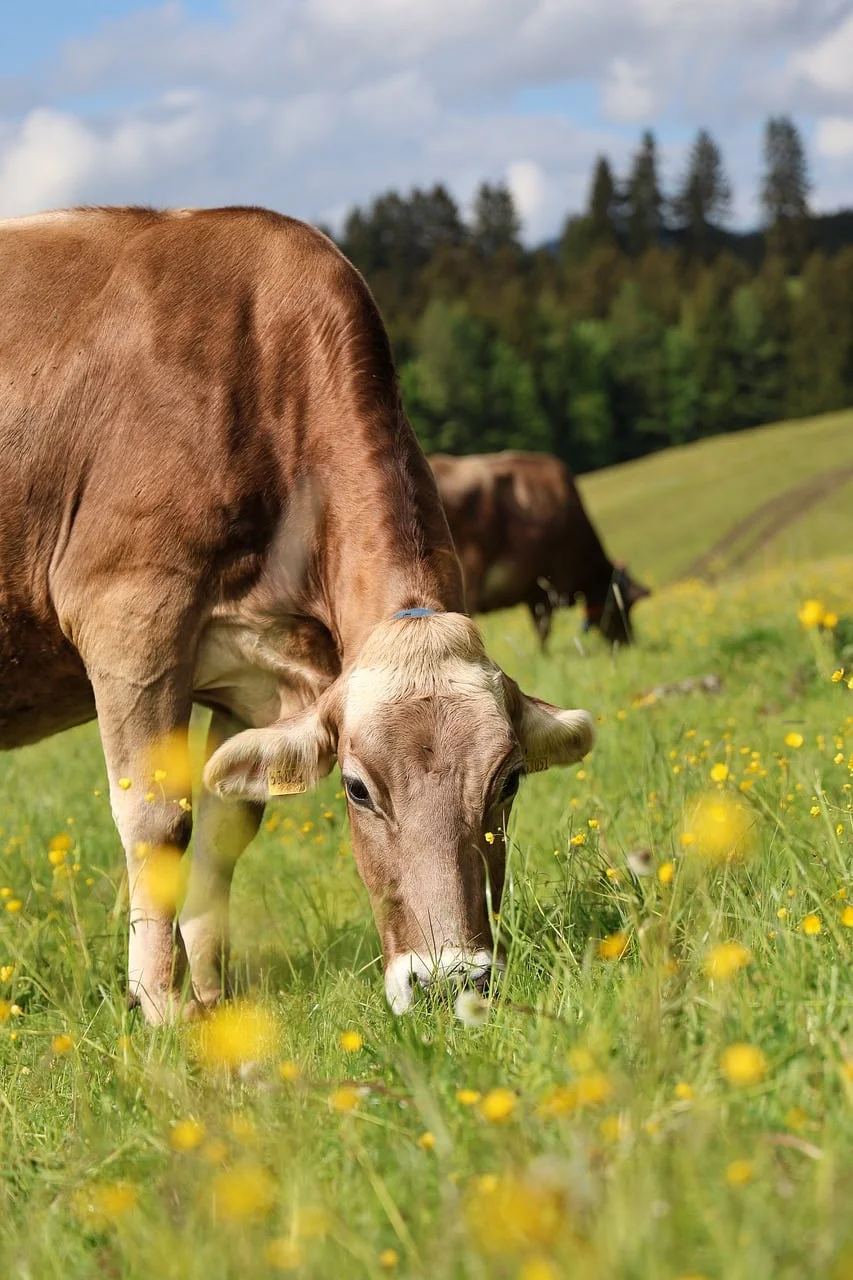 New York Sokakları 2