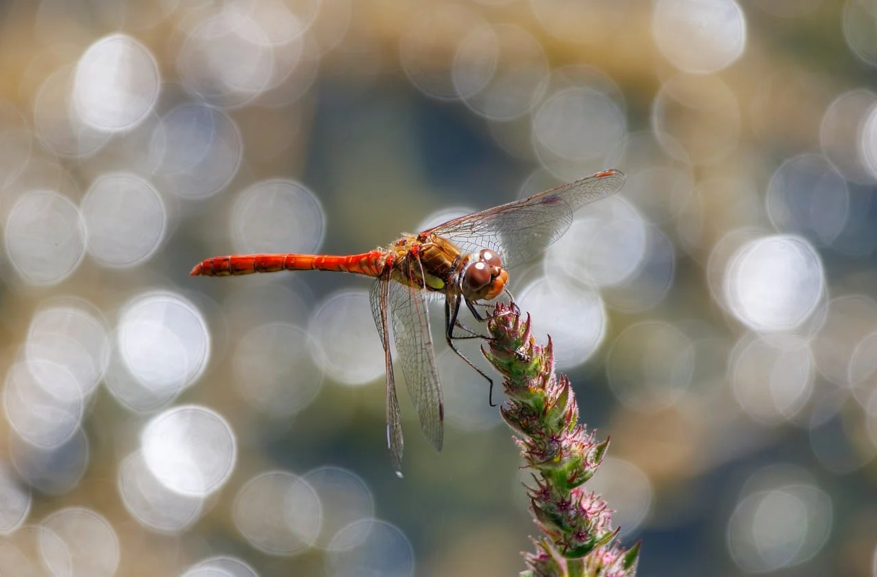 Bokeh Işık