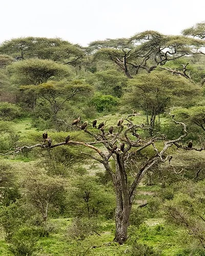 Creative Commons Vultures sitting in a bare tree, safari, africa
