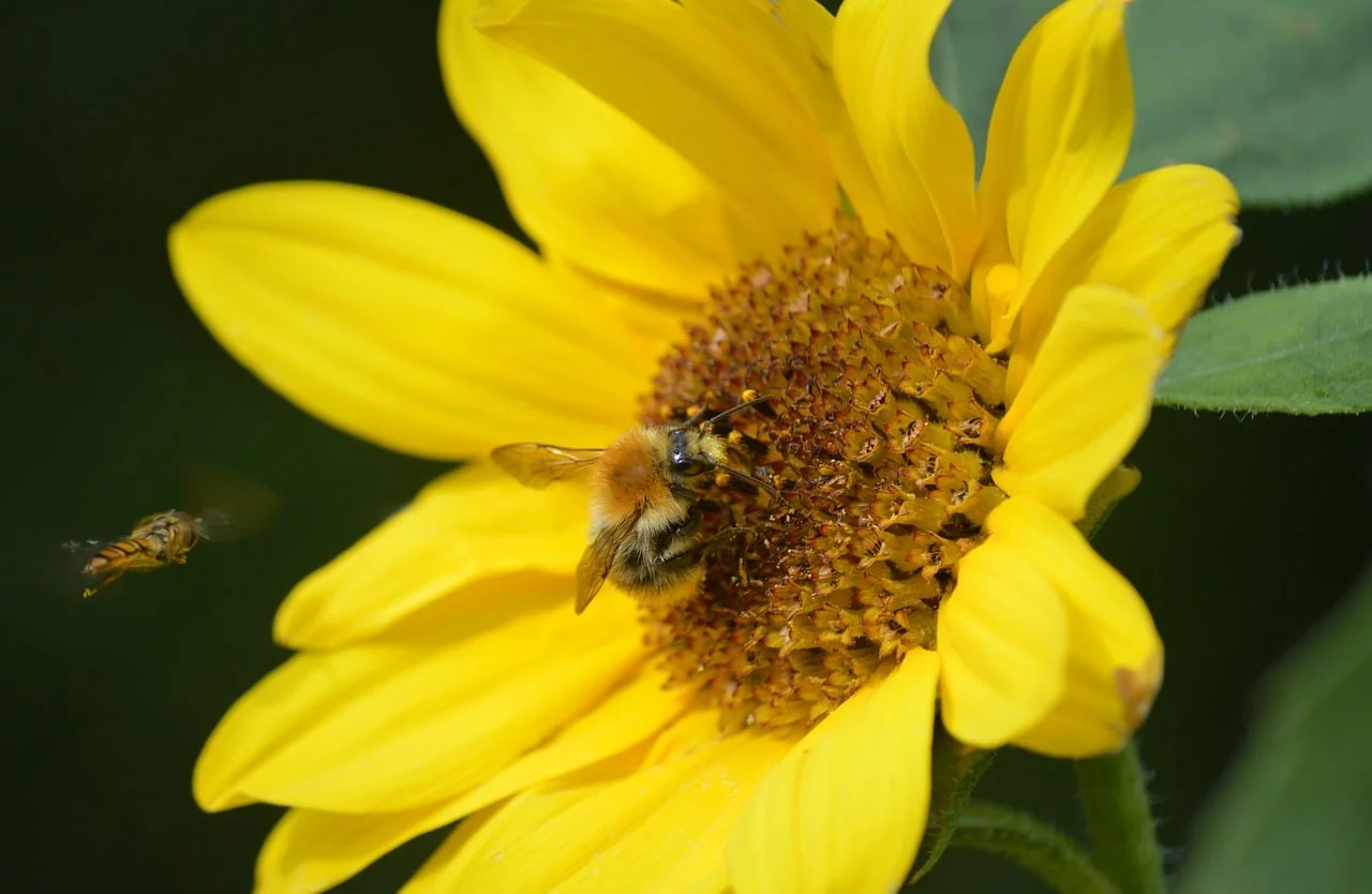 Böcek Makro