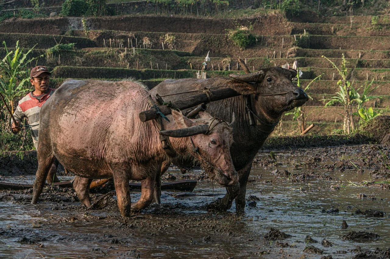 Bali