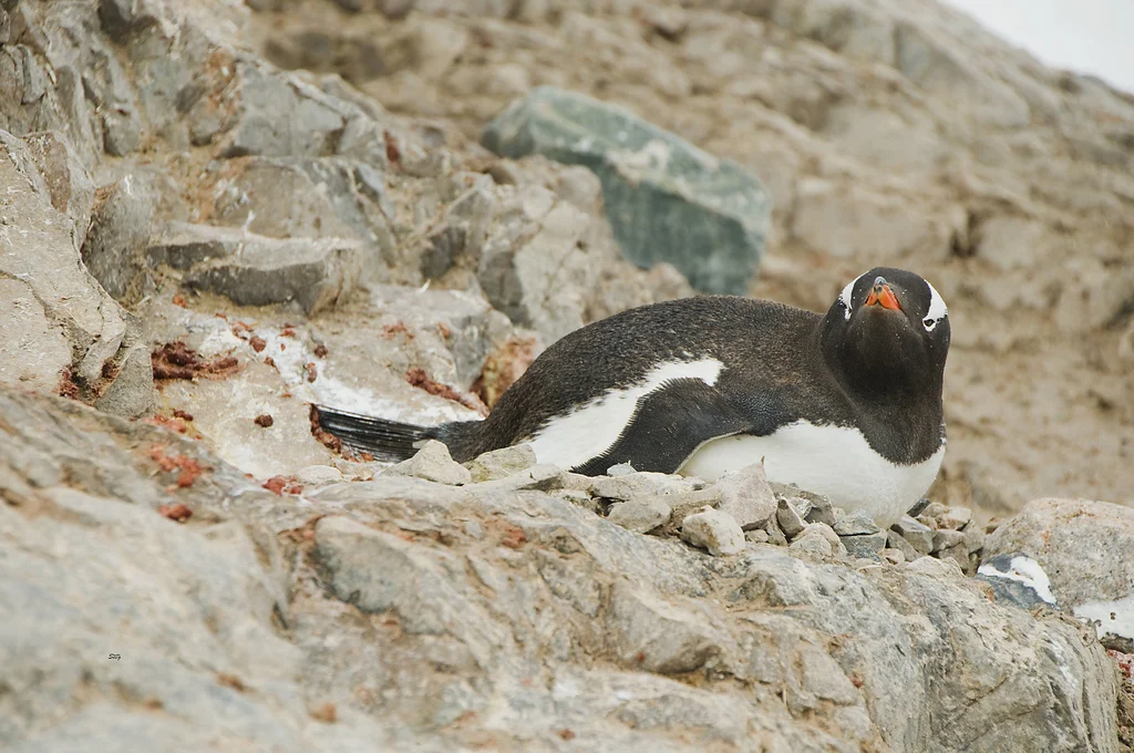 Penguen
