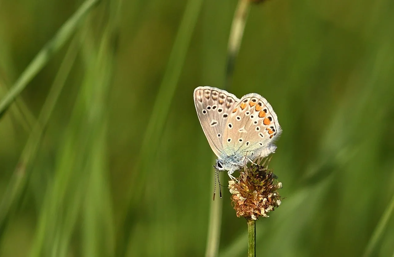 Bokeh Işık