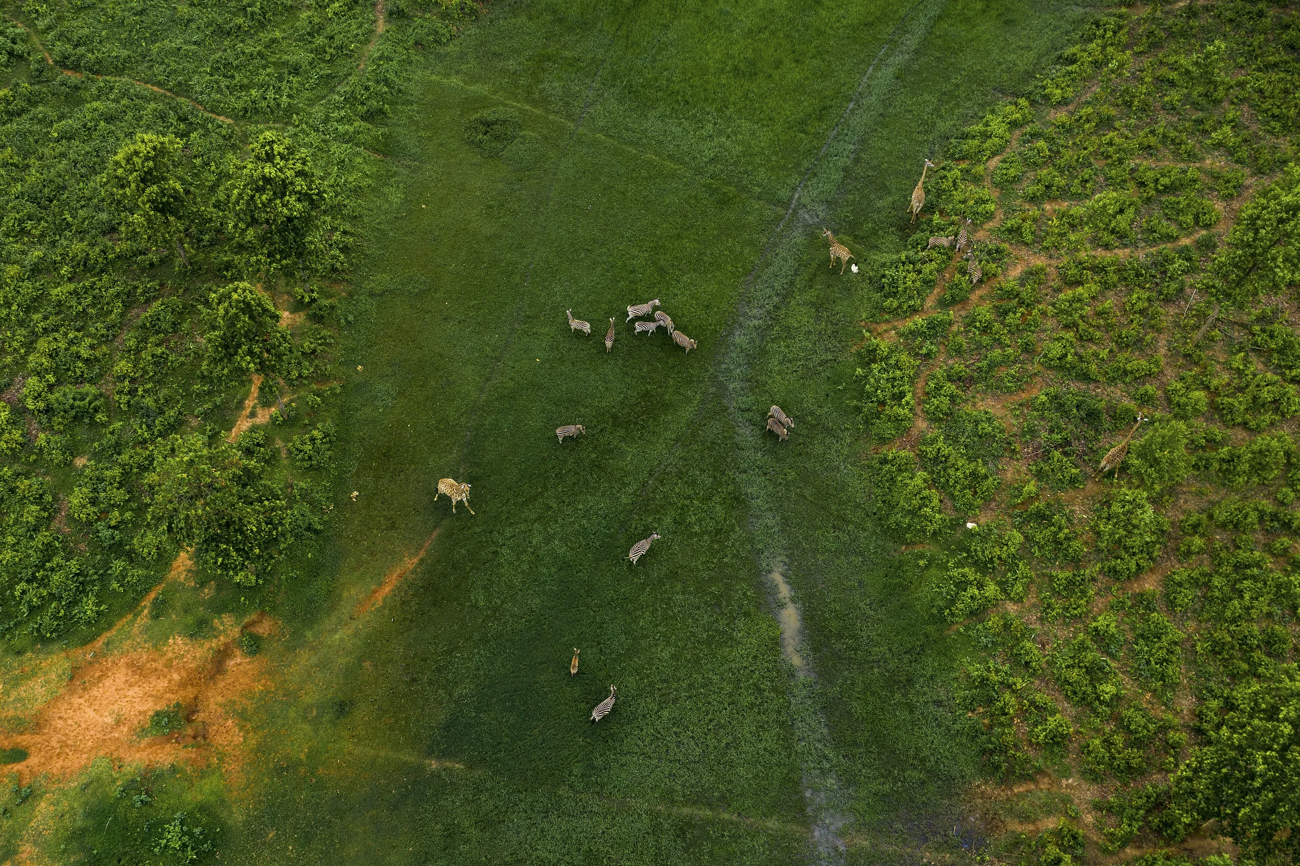 Afrika Safari 3