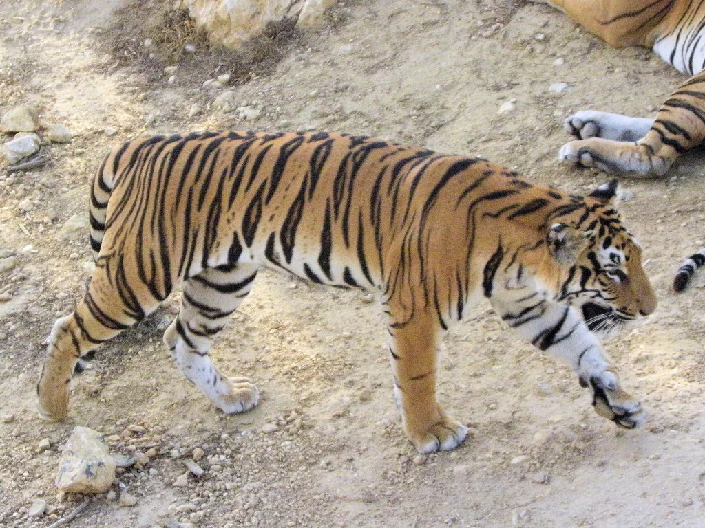 Tiger Paw