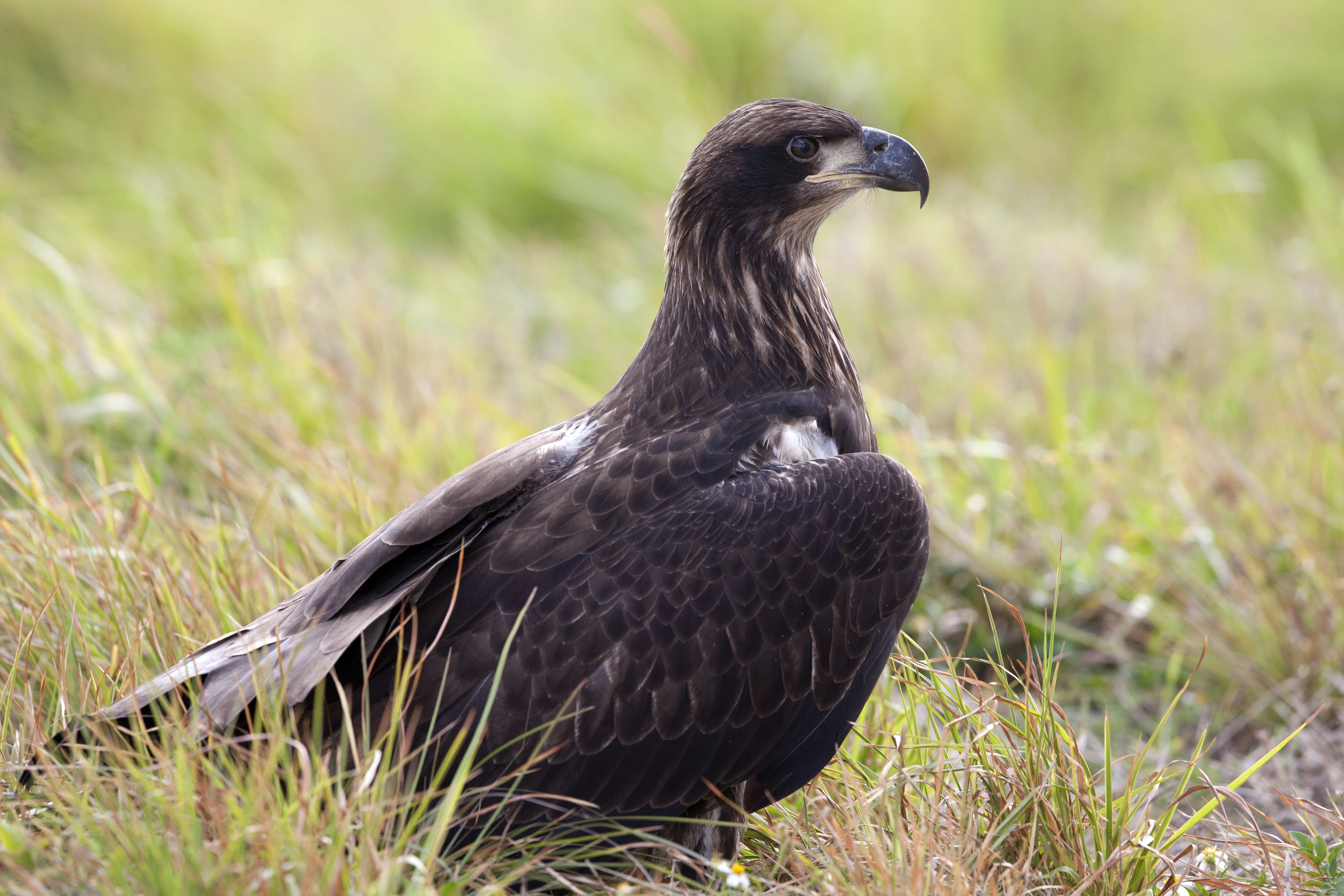 Wildlife Photography - Eagles