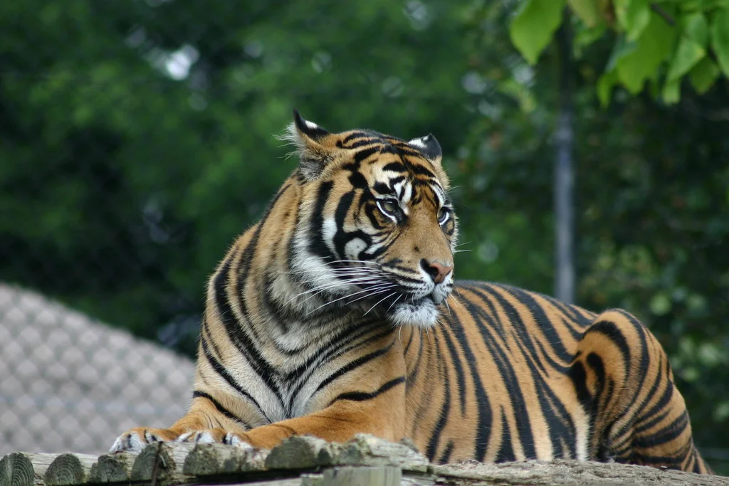 Tiger