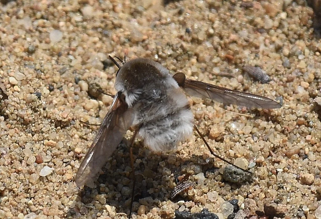 Kum Tepeleri 2