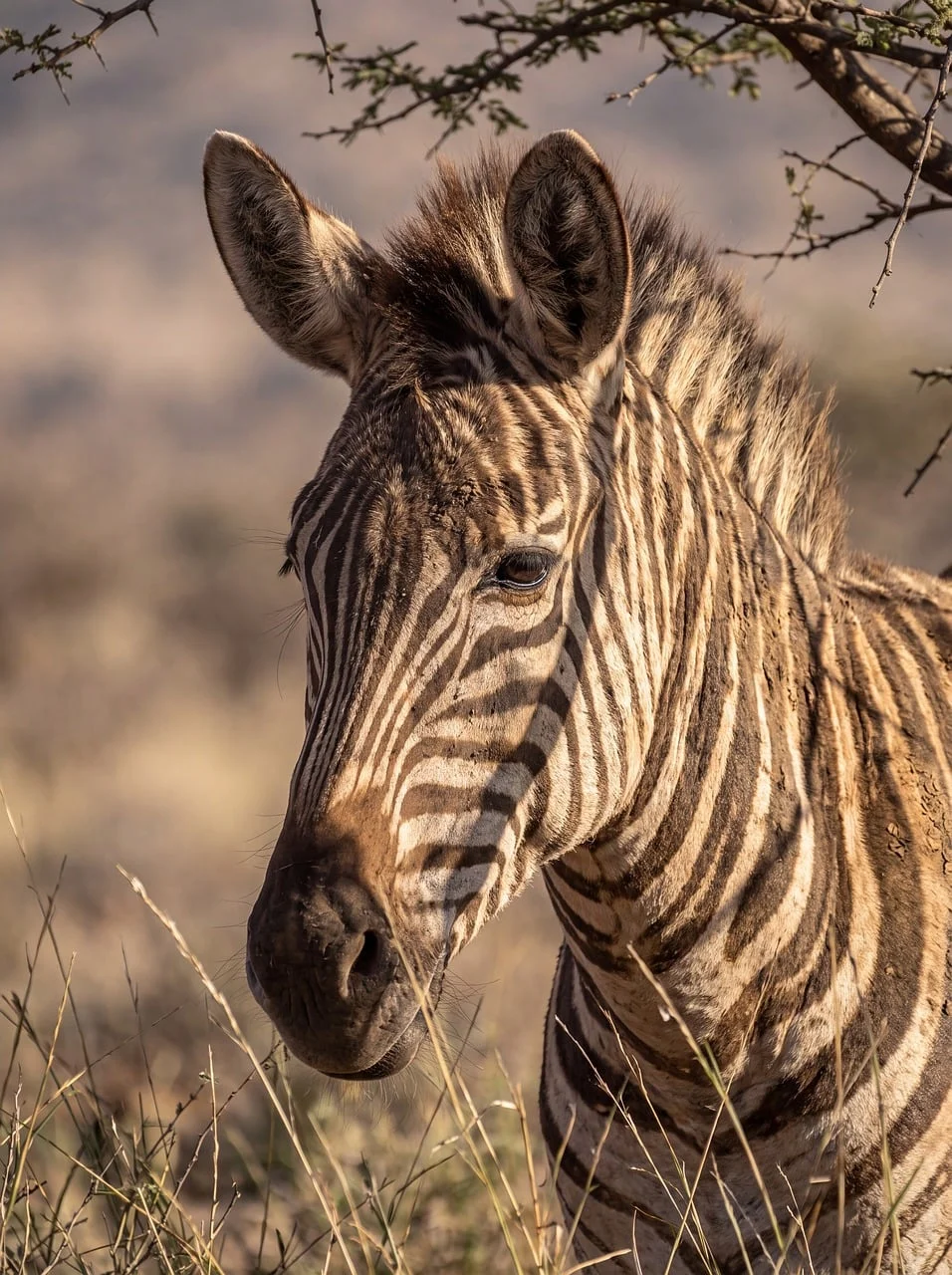 Afrika Safari 5