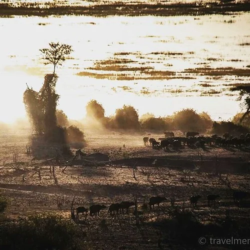 Buffalo herd at sunset on Chobe River. #thisischobe #Chobe #river #Botswana #sunset #travelmemo #safari #Africa #africatravel