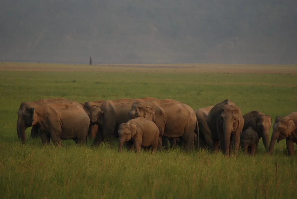 Wild Elephant Herd