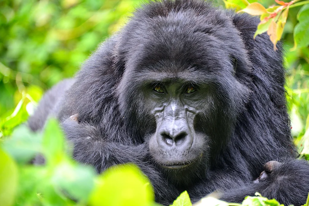Mountain Gorilla, Bwindi, Uganda