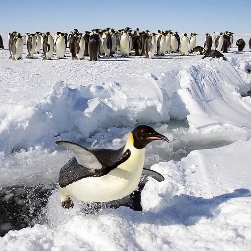 I can fly! #penguin #antarctica