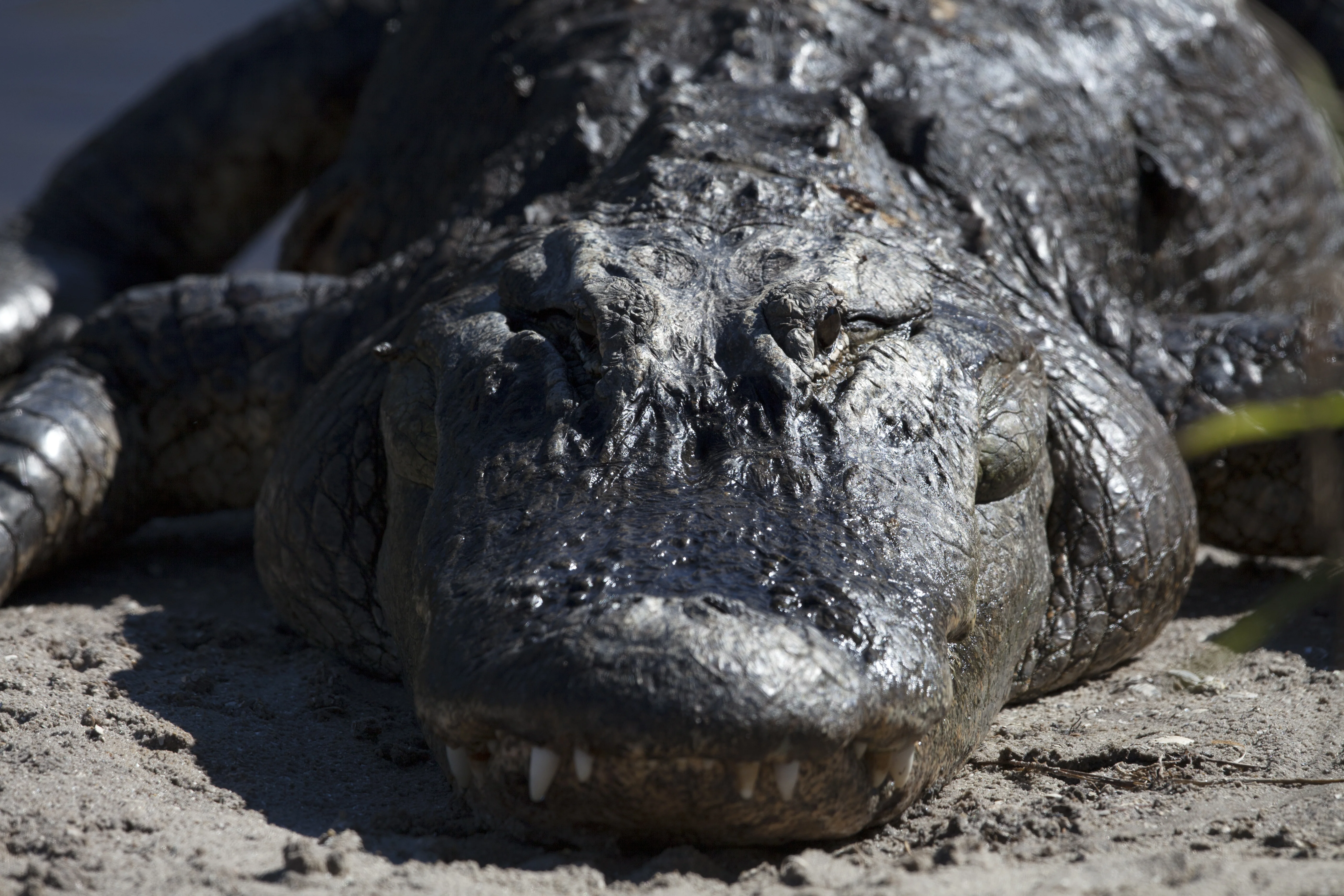 Nature Photography - Gators