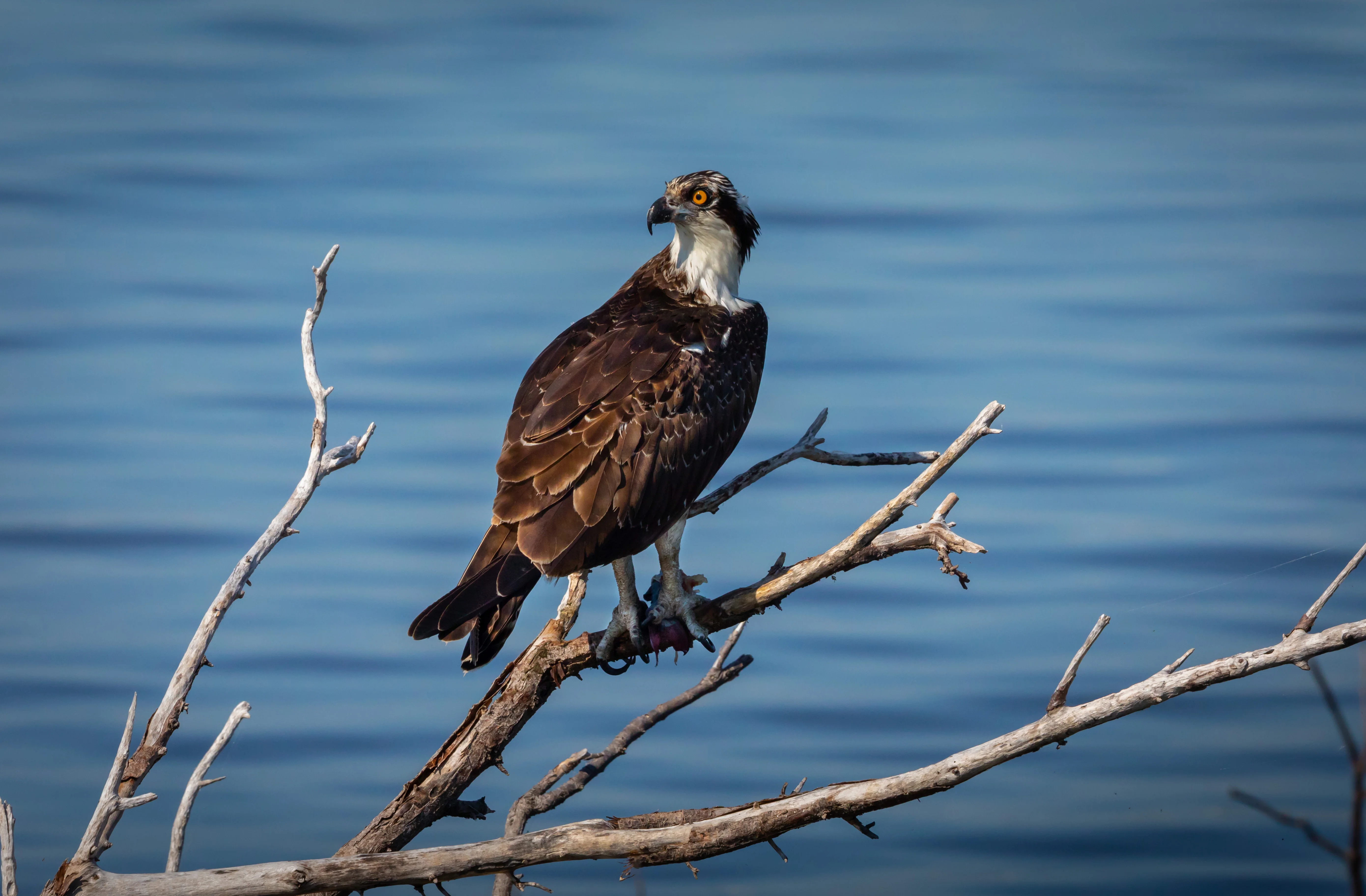 Creative Photography - Wildlife - Birds