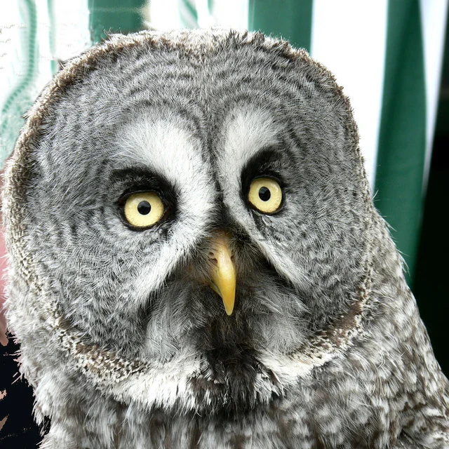 File:Great Gray Owl - Bird of Prey exhibit at Waddington Air Show - geograph.org.uk - 1570223.jpg