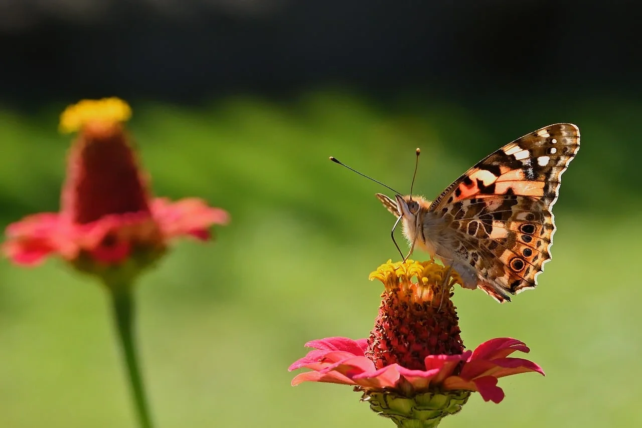 Bokeh Işık 5