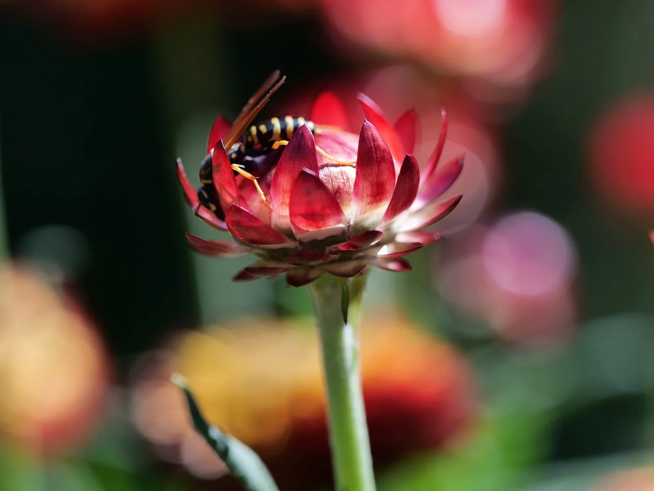 Bokeh Işık 2